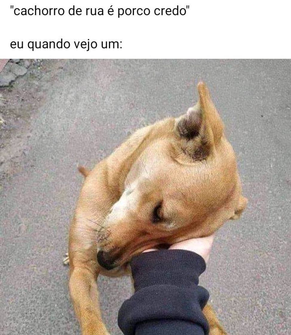 Moda Memes, siga a coleção para mais!