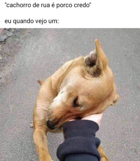 Memes, siga a coleção para mais!