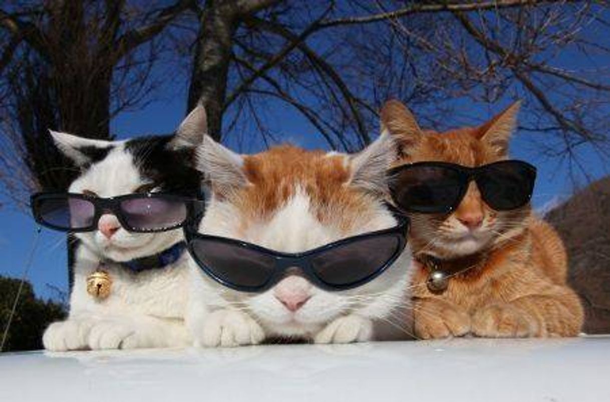 Fashion Fashion Cats 