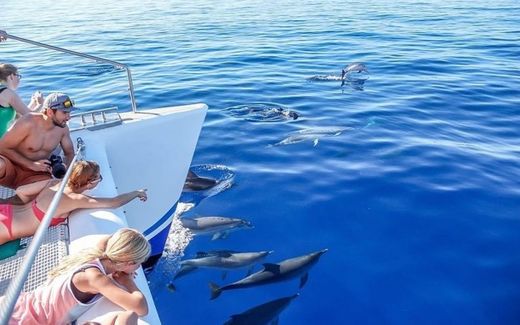 Catamarã - observação de golfinhos e de baleias 