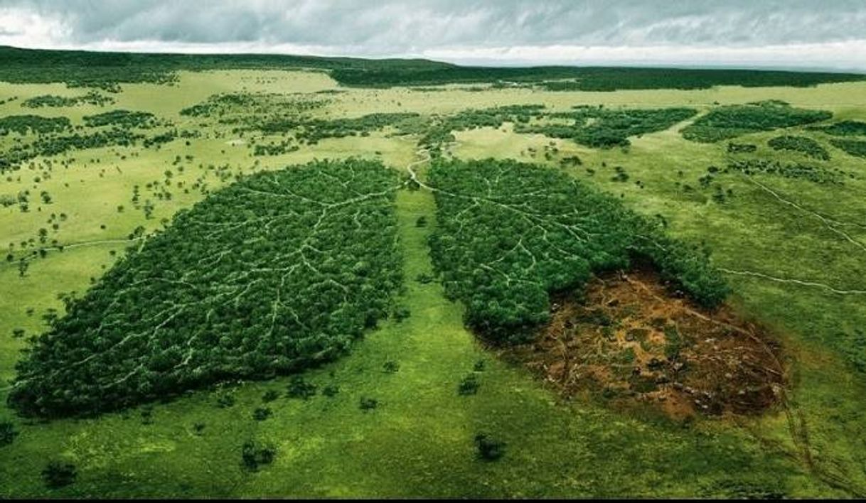 Social AMAZÔNIA 