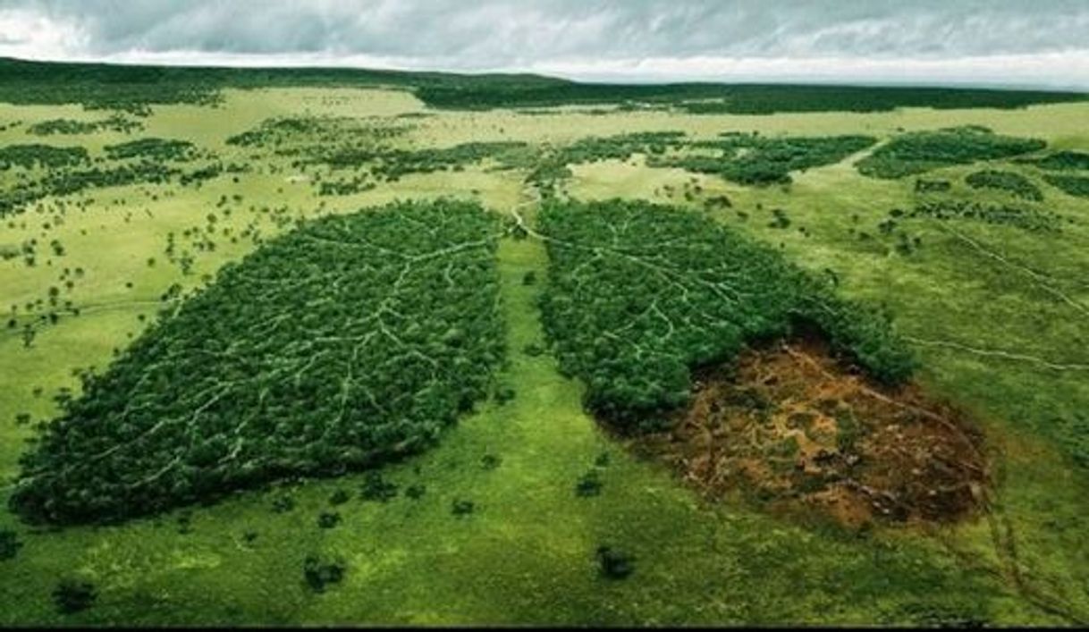 Social AMAZÔNIA 