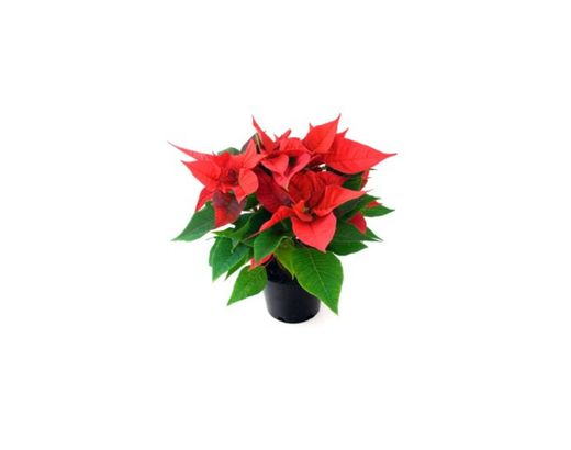 Planta de Navidad - Flor de Pascua - Pascuero - Poinsettia -