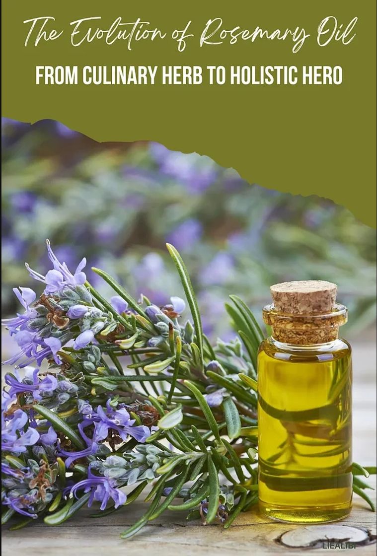 Fashion .The Evolution of Rosemary Oil: From Culinary Herb to Holistic Hero