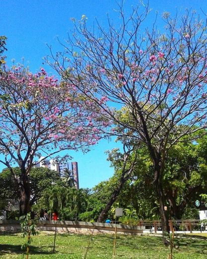 Parque do Cocó 