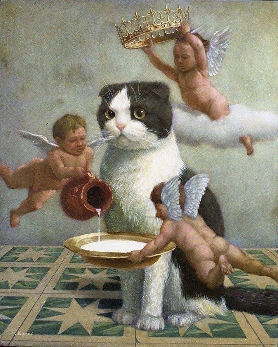 Social 🐈✨