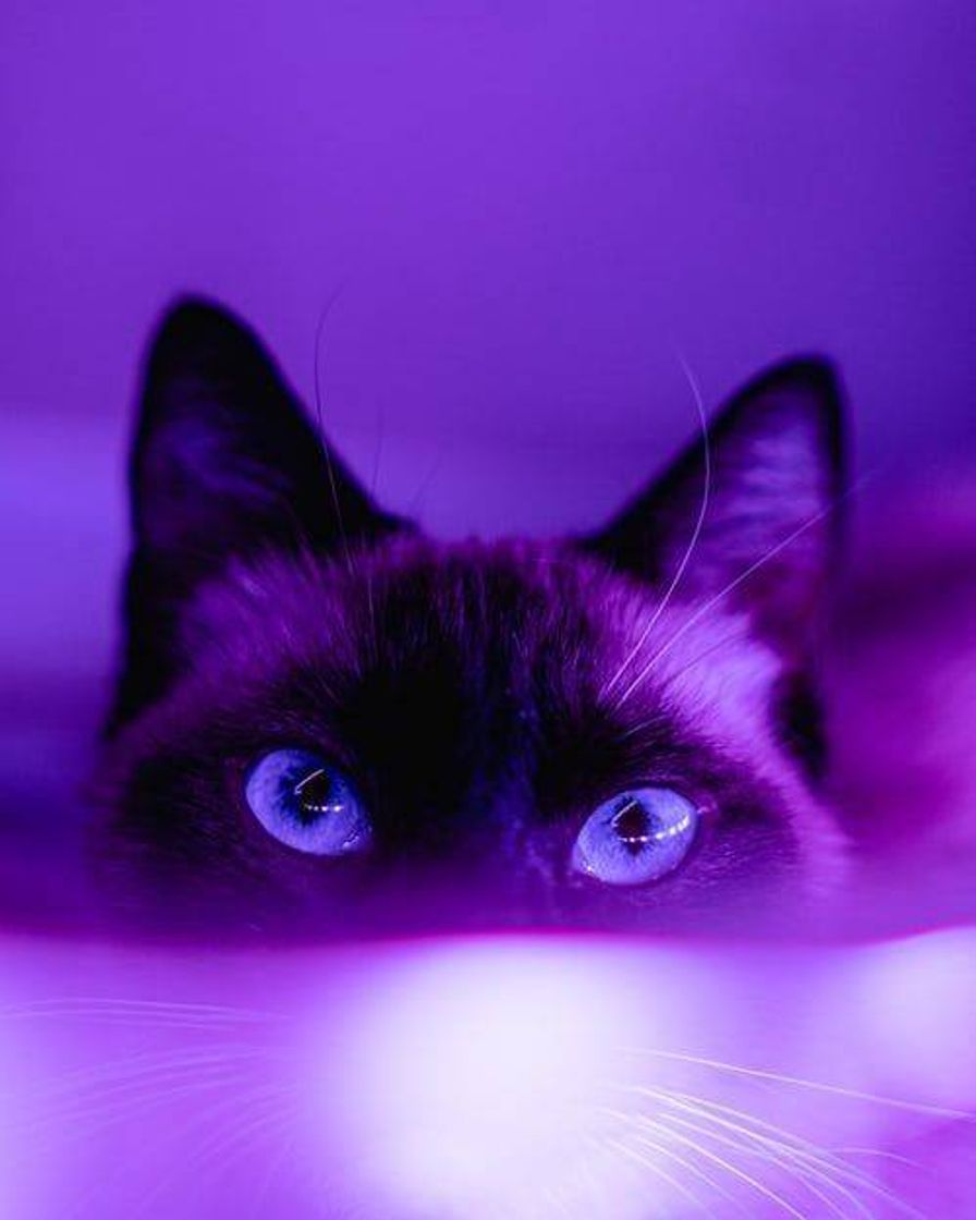 Social Purple