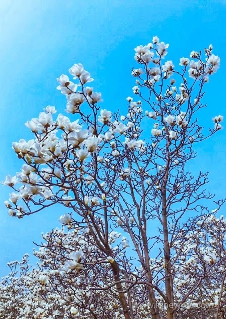 Moda Flores 💙