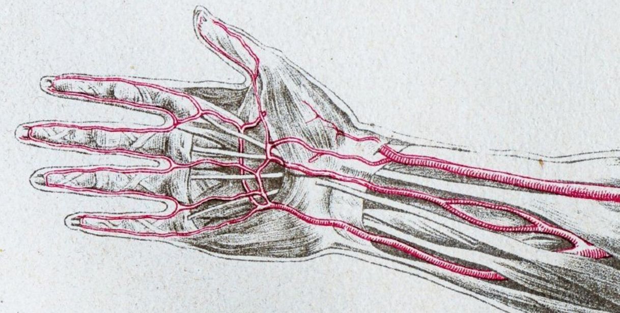 Moda Seguimos evolucionando: seres humanos nacen más arterias