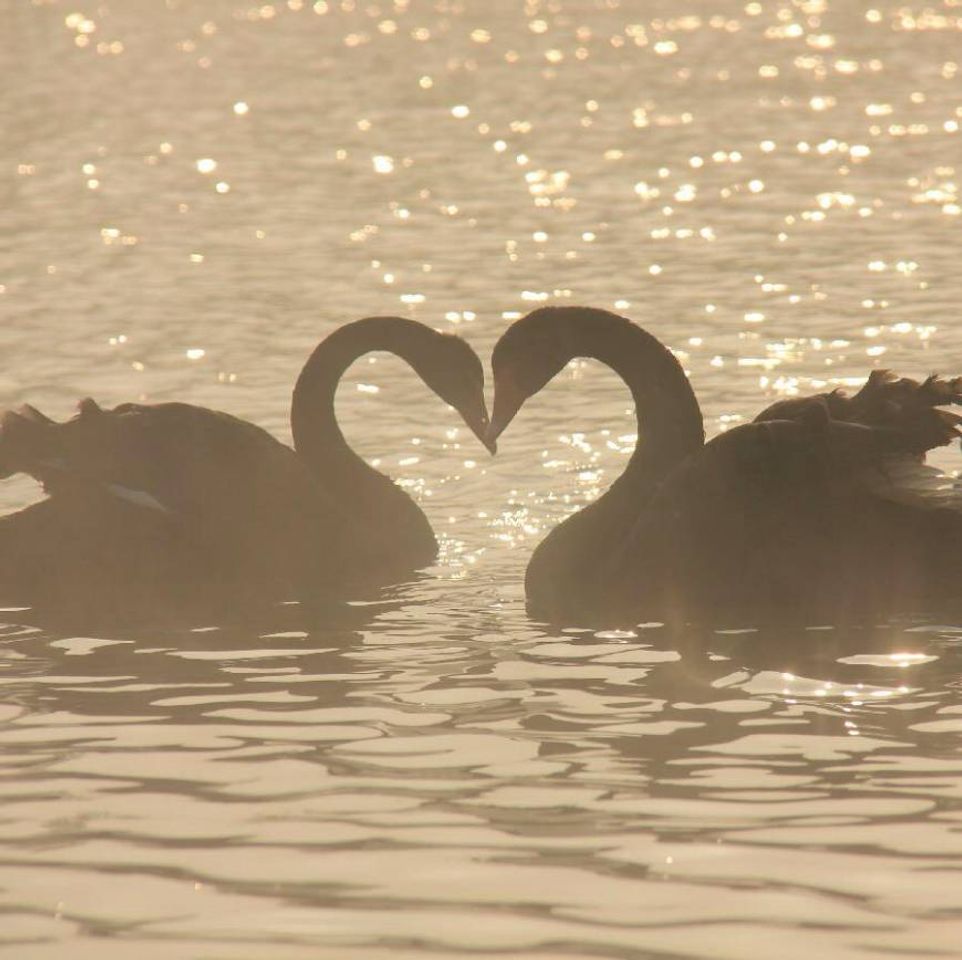 Coração feito por cisnes 