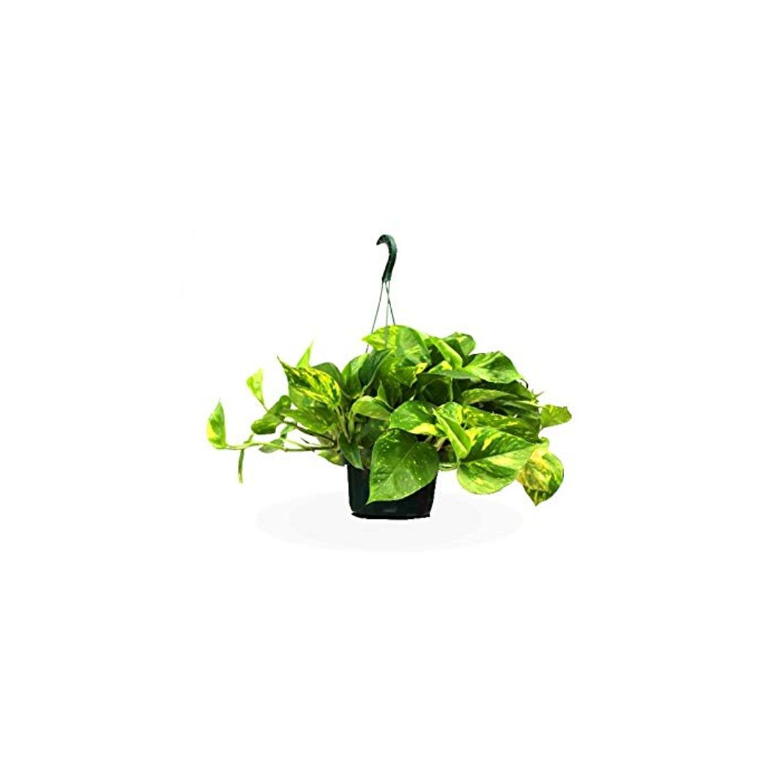 Producto Potho colgar - Maceta 15cm. - con colgador - Planta viva -