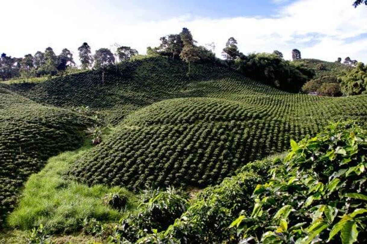 Lugar Eje Cafetero