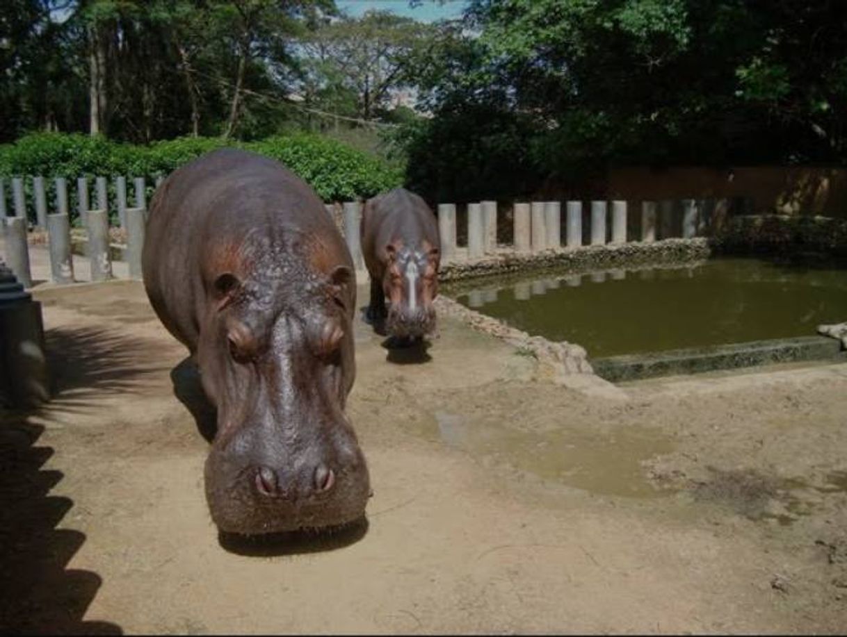 Place Zoológico de Sorocaba