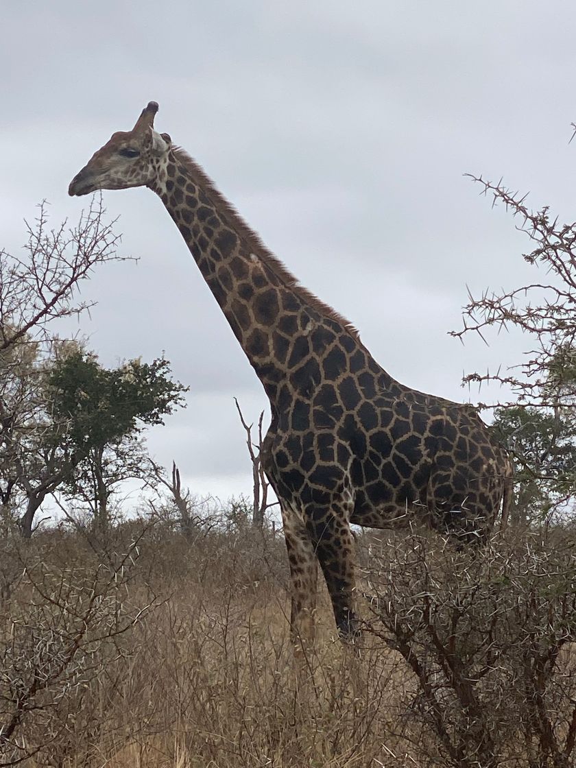 Place Parque nacional Kruger