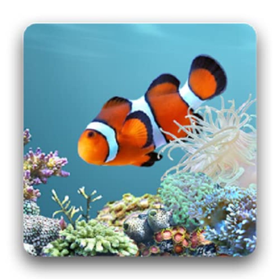 Producto Ocean Fish HD Wallpapers