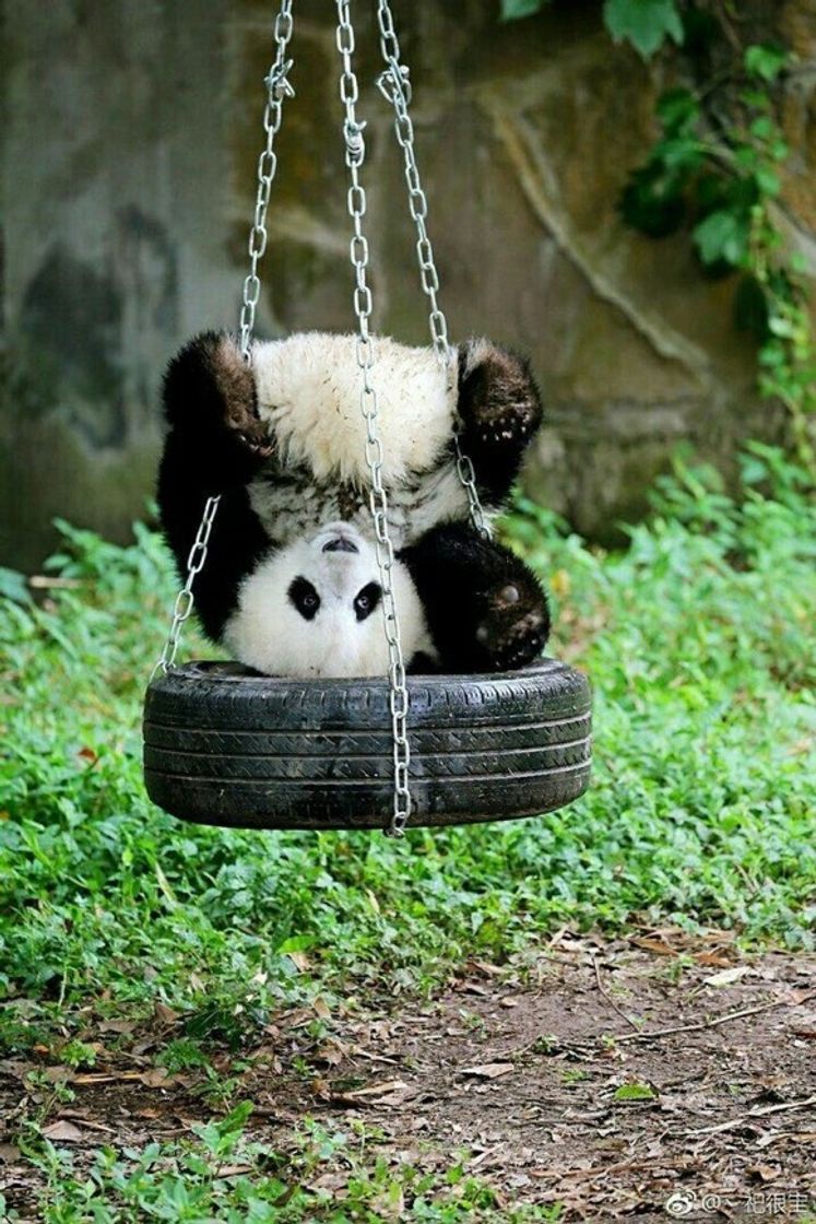 Fashion Panda