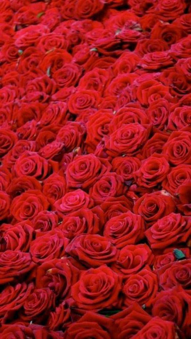 Fashion Red Roses