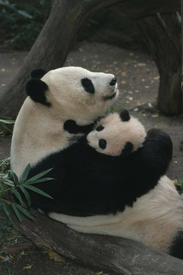 Moda Urso panda