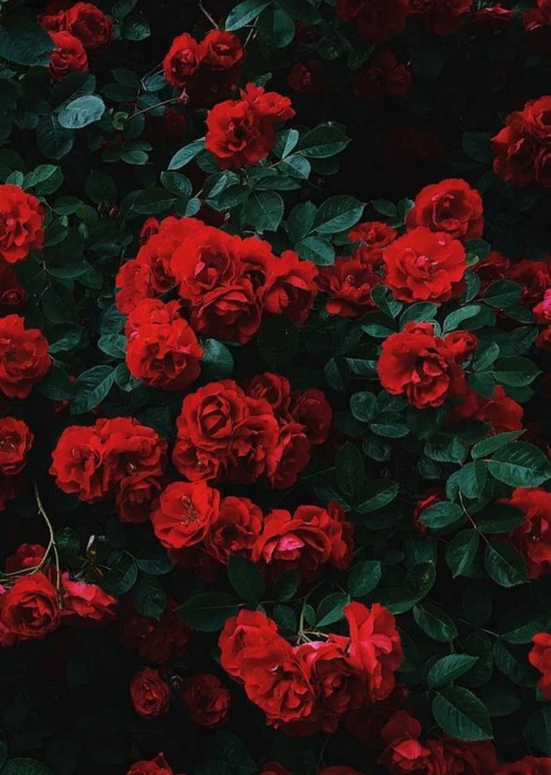 Fashion 🌹 Wall Paper - Rosas 