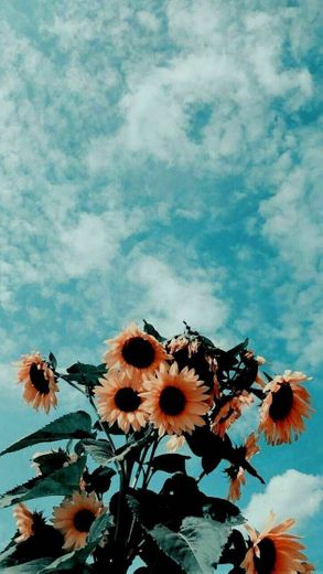 WALLPAPER🌻