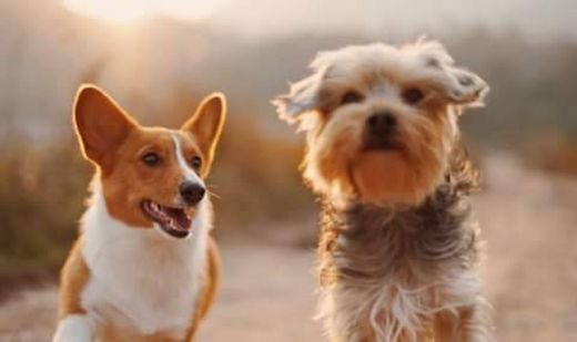 Adoção 🐕