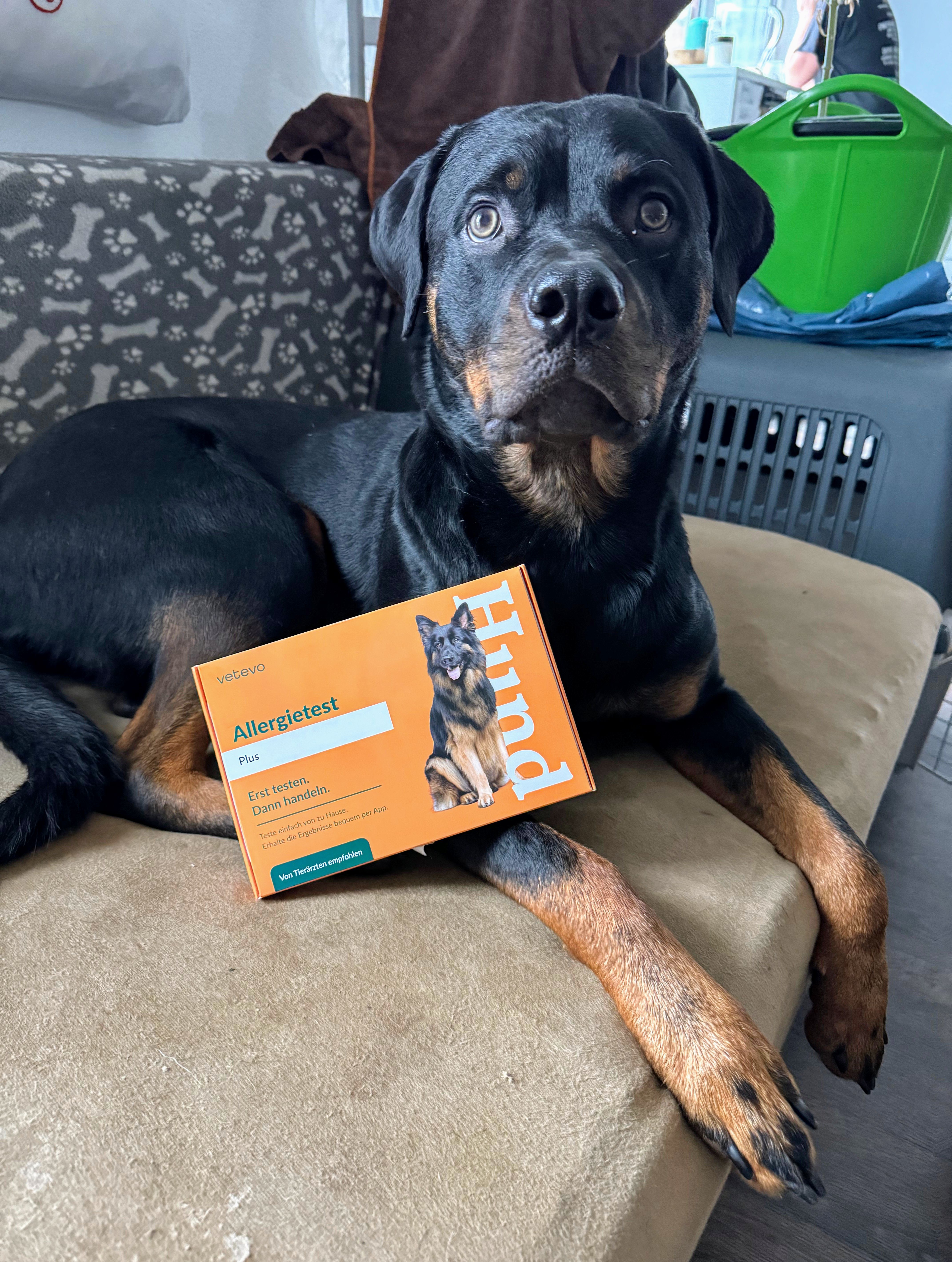 Social HundeGesundheit 