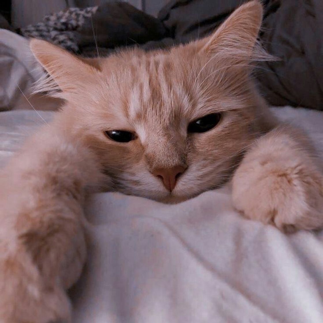 Social Gatinho 🐱