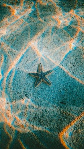 estrela do mar 💙