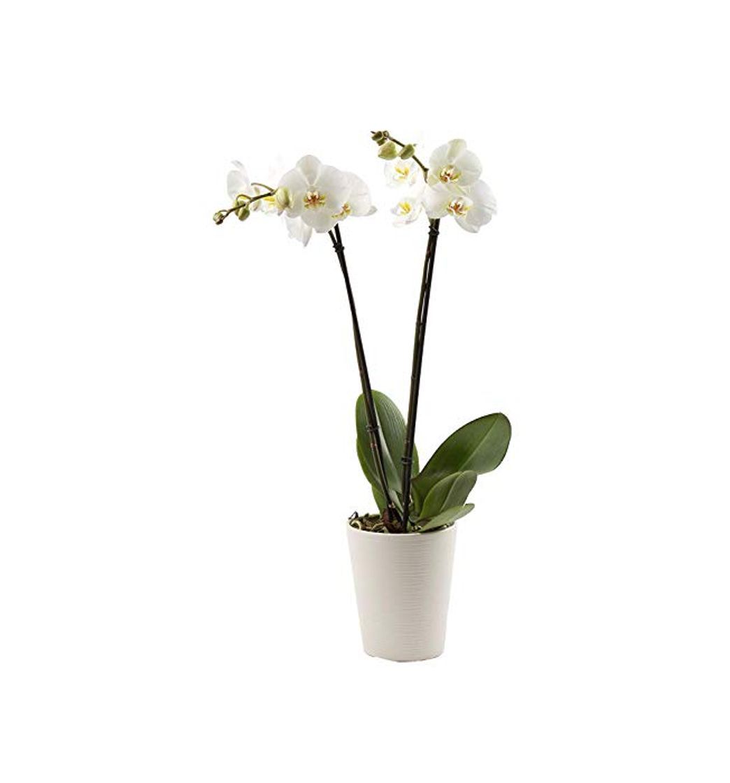 Products Florclick-Planta Orquídea Phalaenopsis blanca natural lista para regalar.