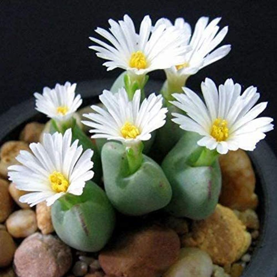 Social QHYDZ Garden-100pcs Semillas Flores Suculentas Cacto Piedra
