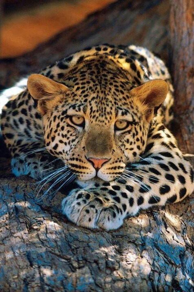 Social Leopardo 