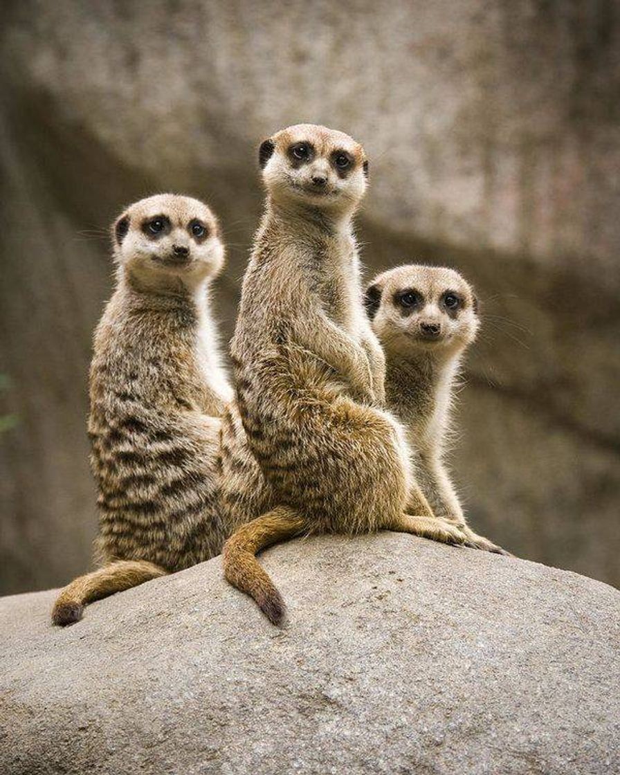 Social Suricate
