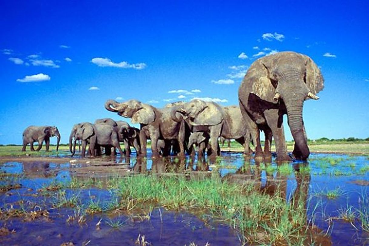 Lugar Etosha National Park