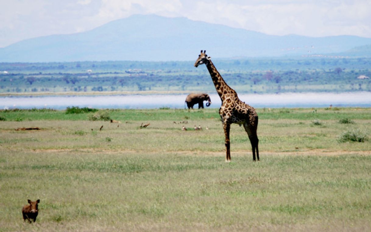 Lugar Parque nacional del Lago Manyara