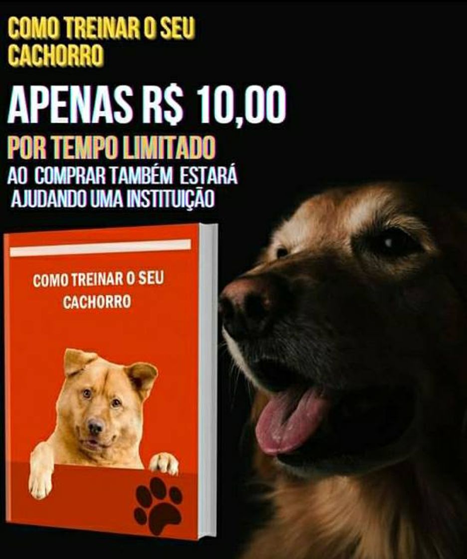 Moda Adestramento de animais de estimação