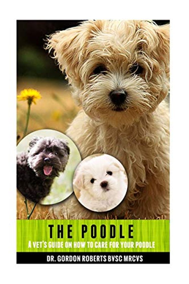 The Poodle: A vet's guide on how to care for your Poodle