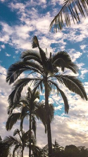 Palmeira 🌴