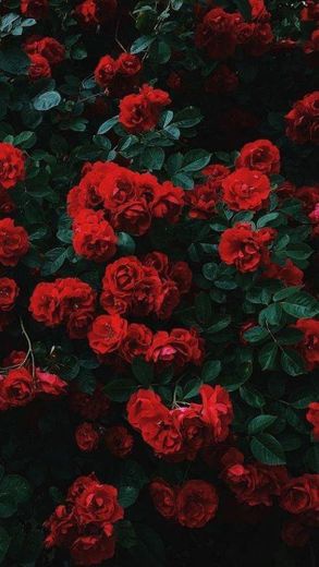 Rosas vermelhas 🌷