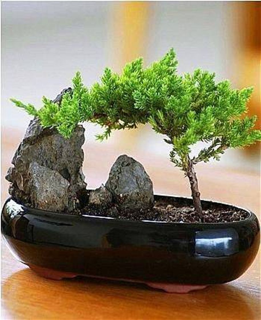 Social Junipero bonsai