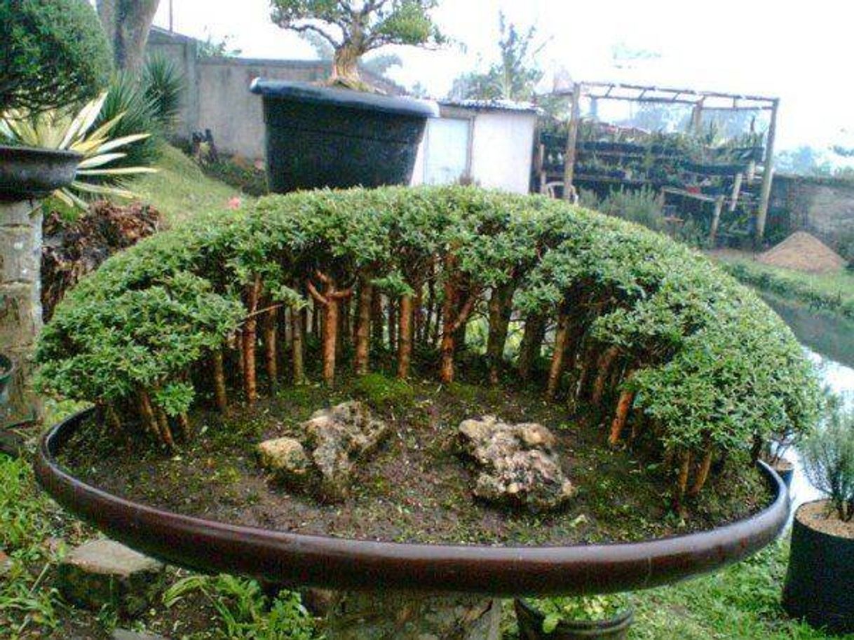 Social Floresta