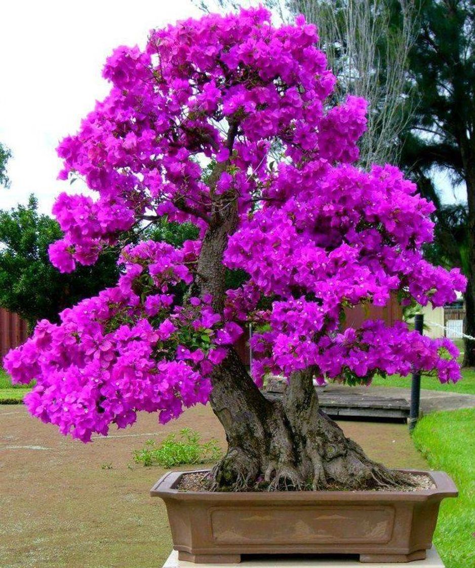 Social Bonsai de primaveira 