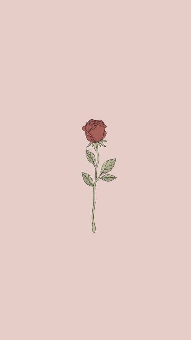 Social Wallpaper rosa 🌹