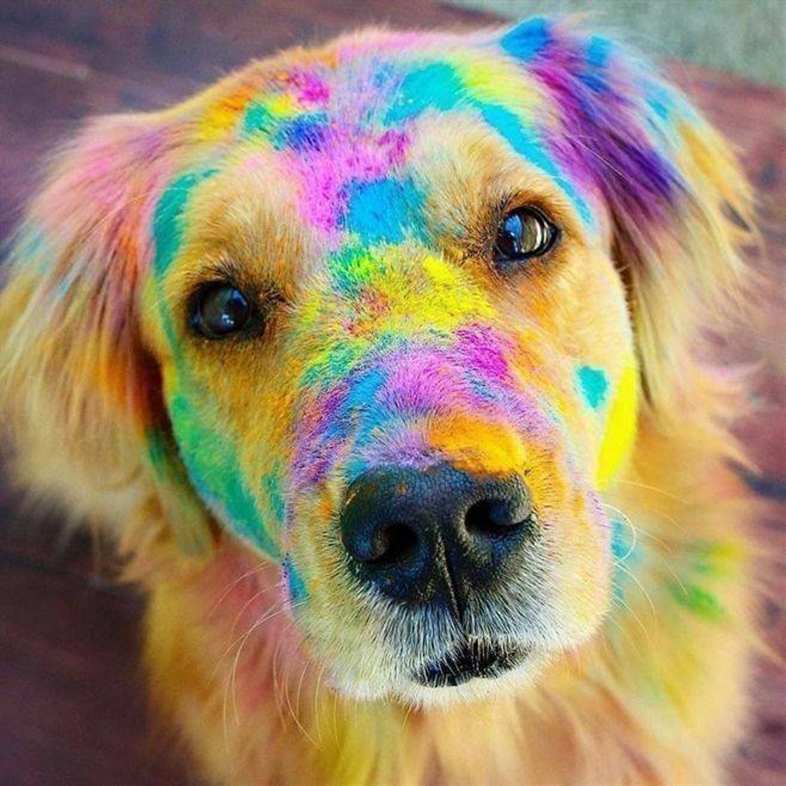 Fashion Colorful dog