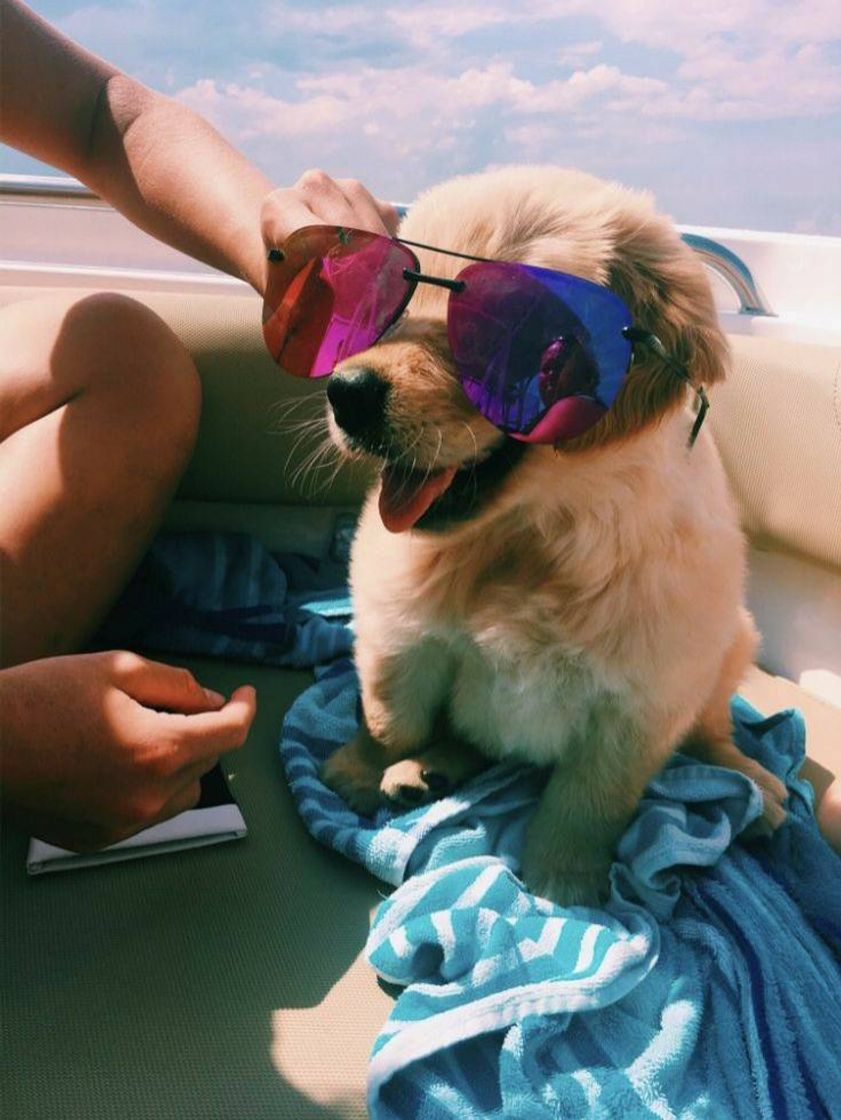 Fashion Dog glasses