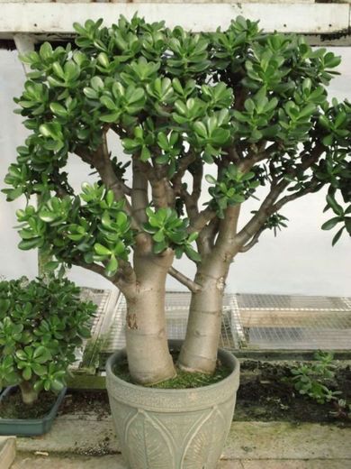 Planta Jade Crassula Ovata