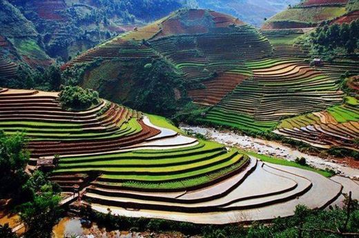 Campos de arroz de Sapa, Vietnã