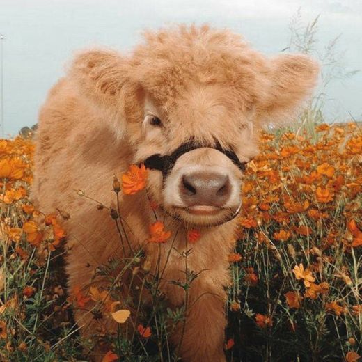 Fluffy cow