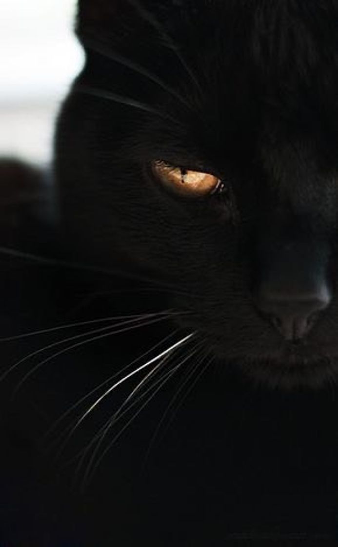Social 🖤🐱