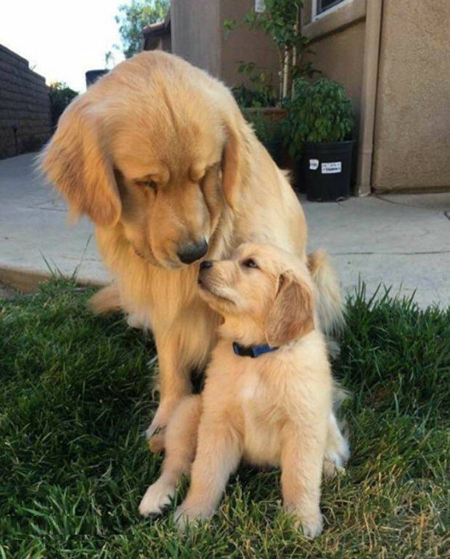 Fashion Golden Retriever 