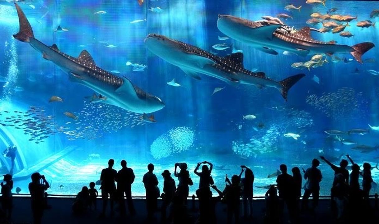 Okinawa Churaumi Aquarium